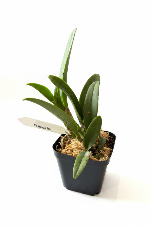 Brassocattleya (Bc.) Hawaii Stars