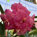 Vanda Uraiwan Belle