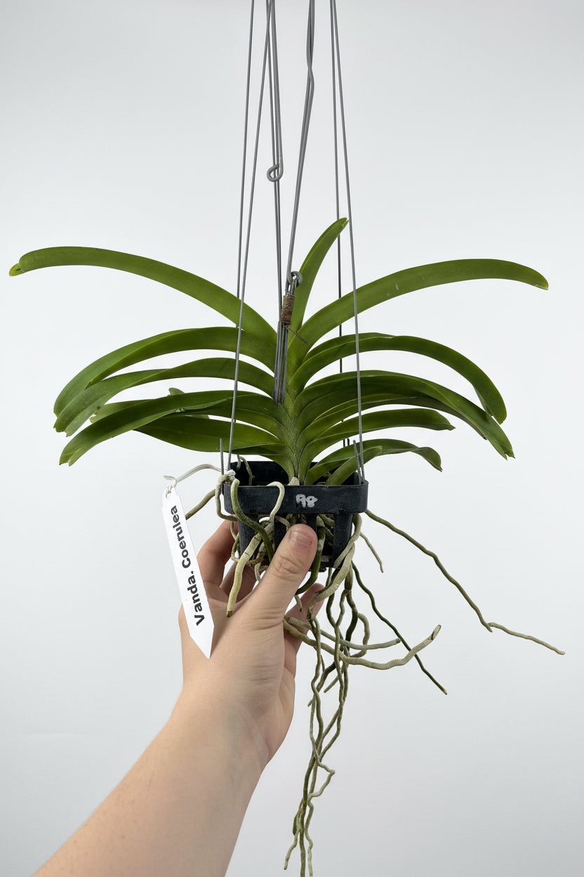 Vanda Coerulea