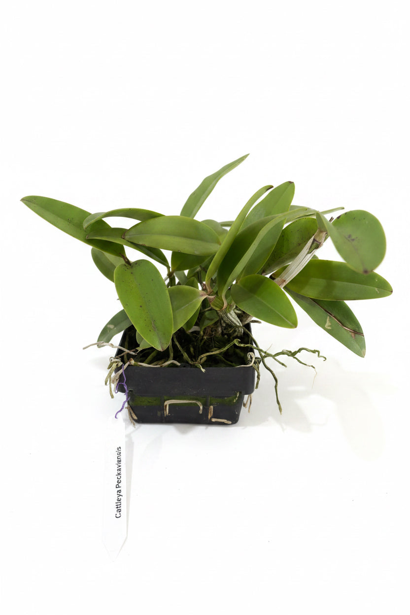 Cattleya Peckaviensis ( Cattleya Aclandiae x Cattleya Schilleriana)