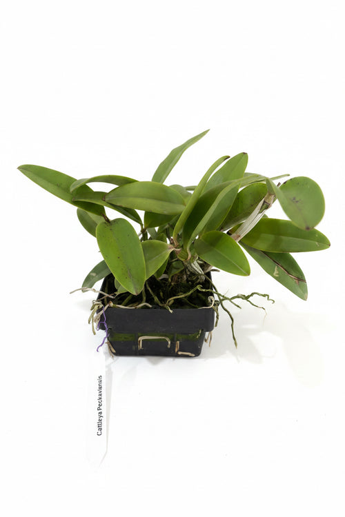 Cattleya Peckaviensis ( Cattleya Aclandiae x Cattleya Schilleriana)