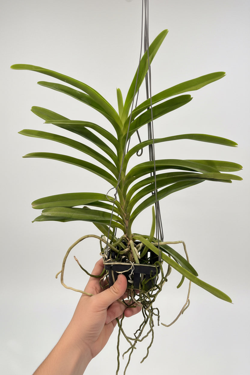 Vanda Coerulea (Laos x sib)