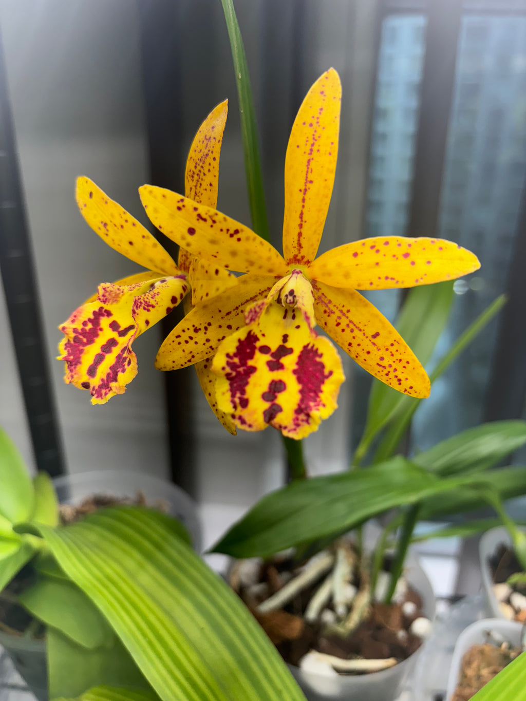 Bc. Rustic Spot