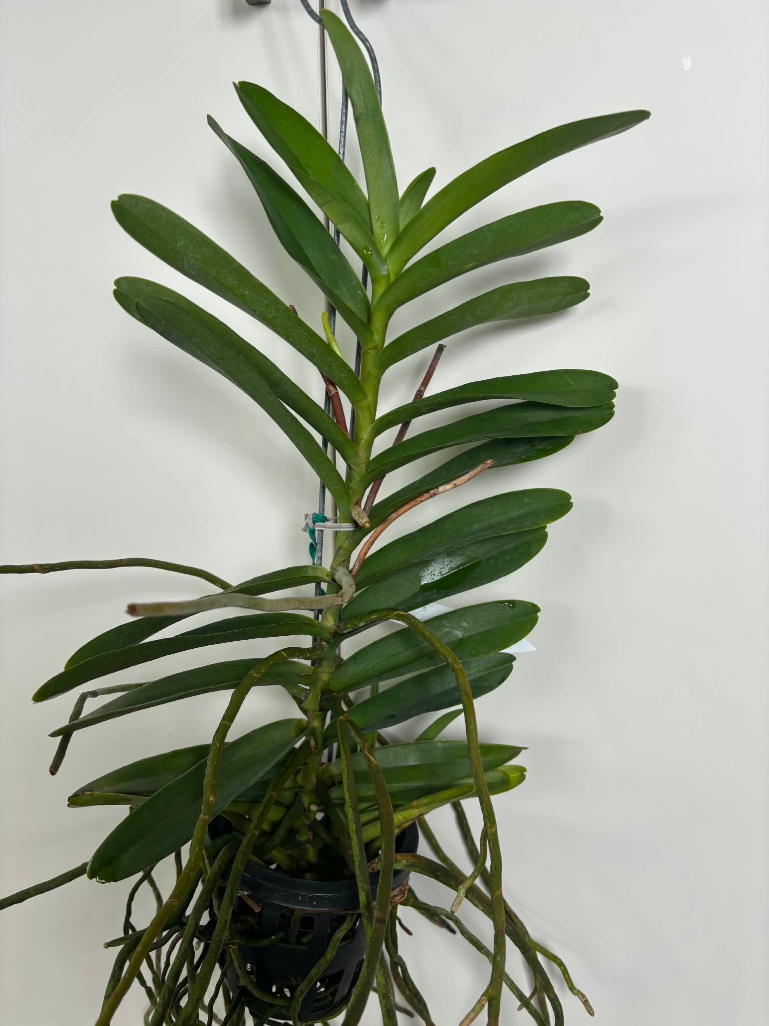 Arathera annne black x Renanthera storiei