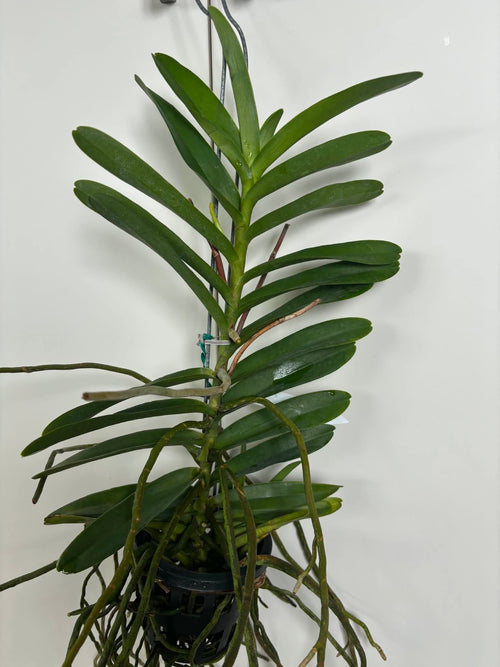 Arathera annne black x Renanthera storiei