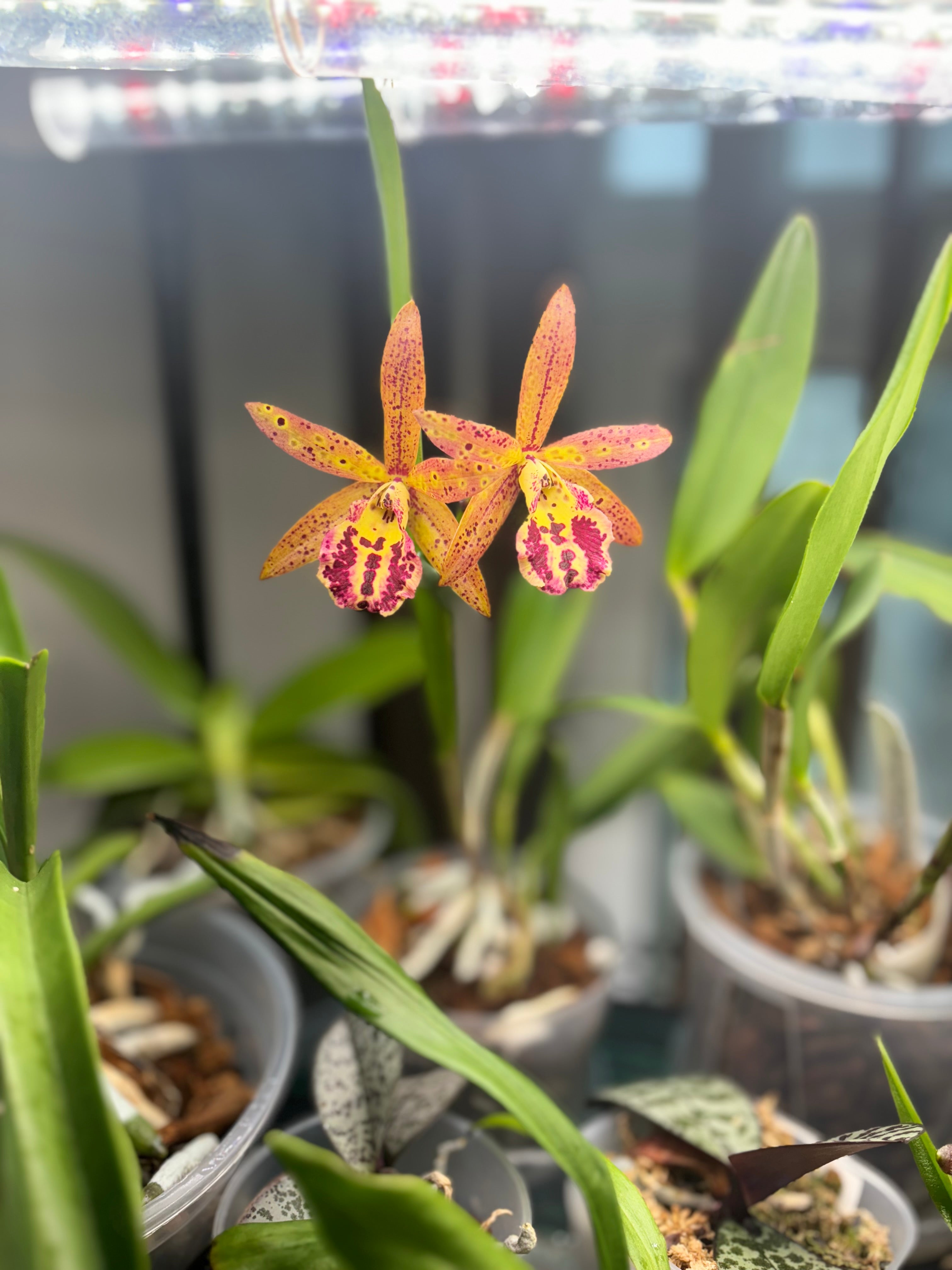 Bc. Rustic Spot