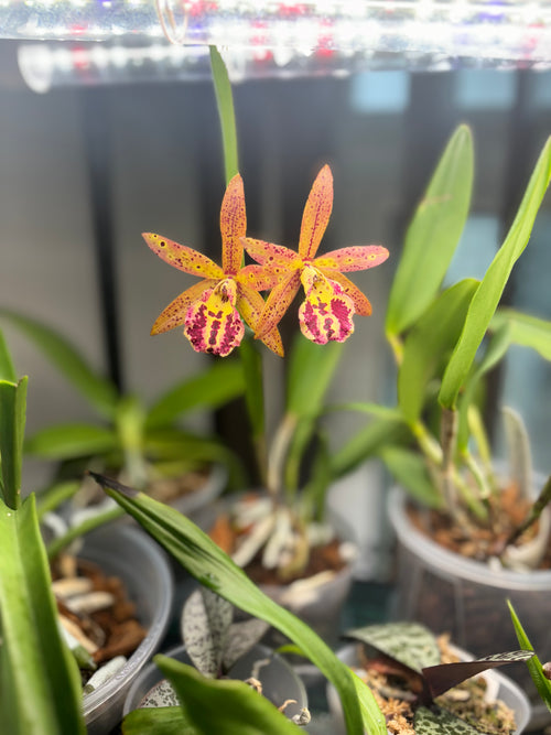 Bc. Rustic Spot