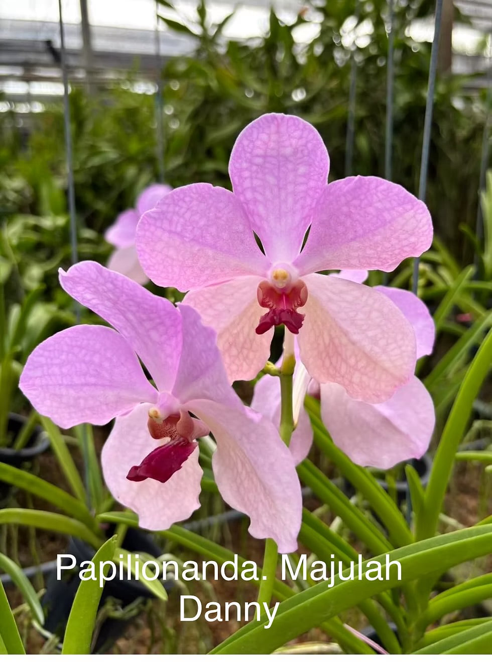 Papilionanda Majulah Danny
