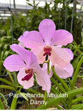 Papilionanda Majulah Danny