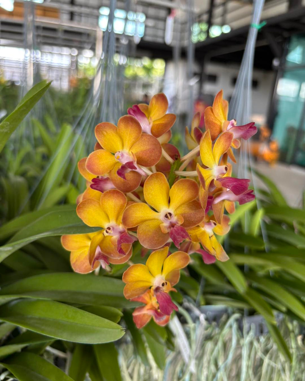 Prra. Suwannaphum Sunshine (Red Lip)