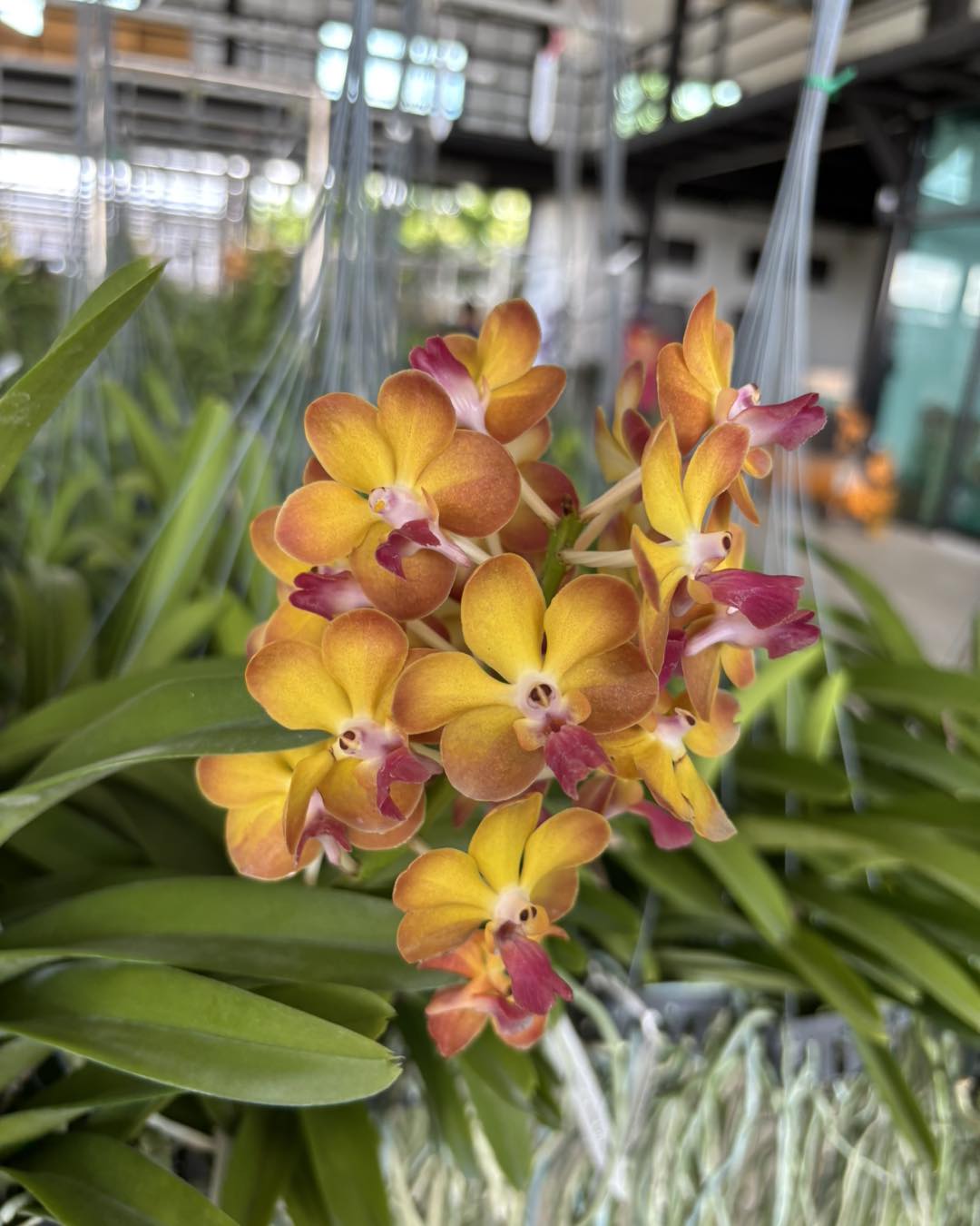 Prra. Suwannaphum Sunshine (Red Lip)