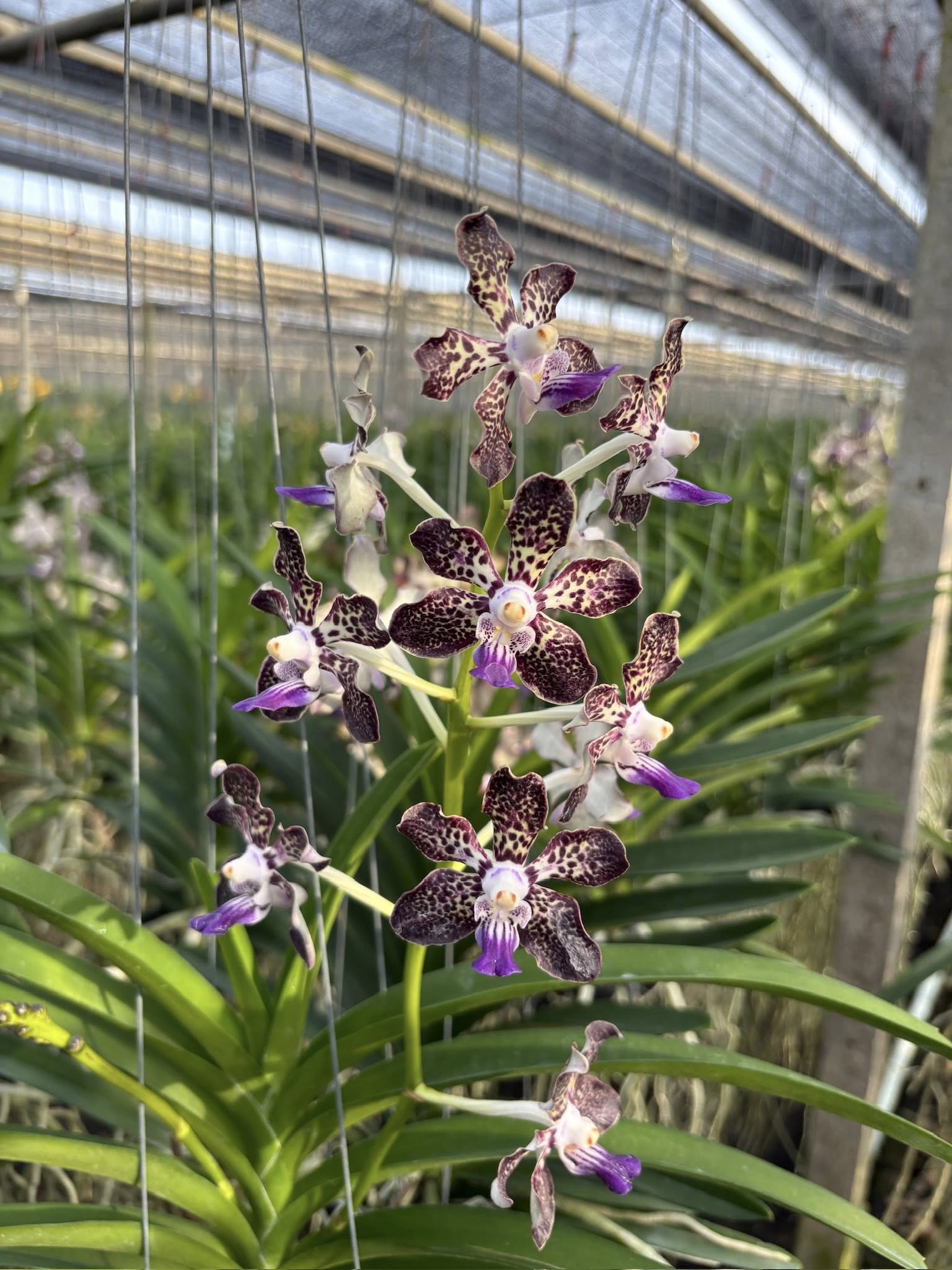 Papilionanda Suwannaphum Mighty Lilac Savor Hybrids