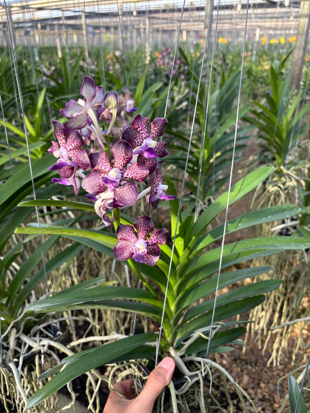 Papilionanda Suwannaphum Mighty Lilac Savor Hybrids