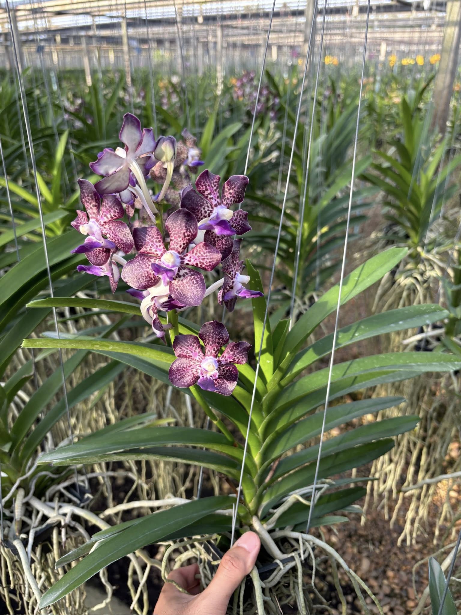 Papilionanda Suwannaphum Mighty Lilac Savor Hybrids