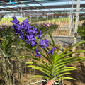 Vanda Suwannaphum Blue Flinch