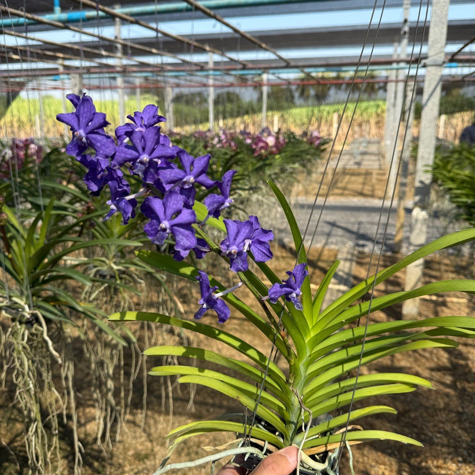 Vanda Suwannaphum Blue Flinch