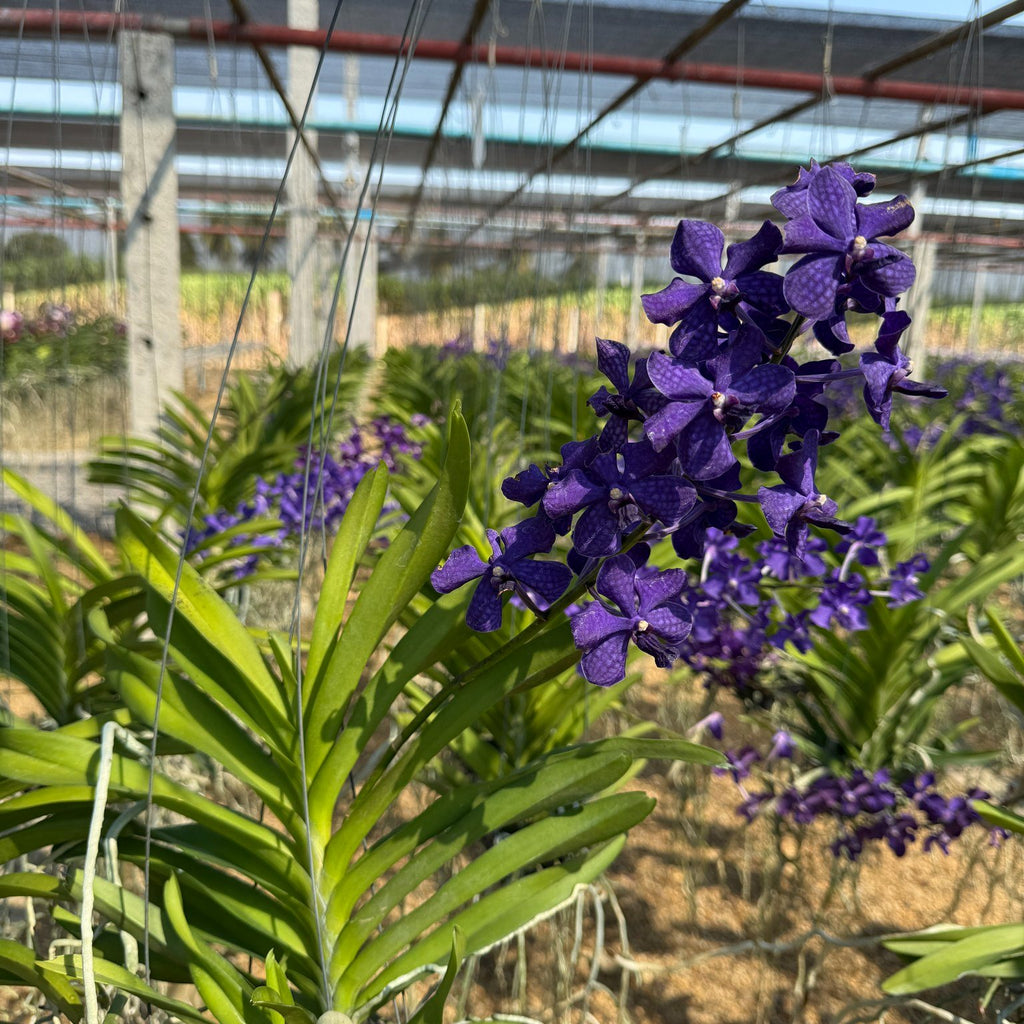 Vanda Suwannaphum Blue Flinch