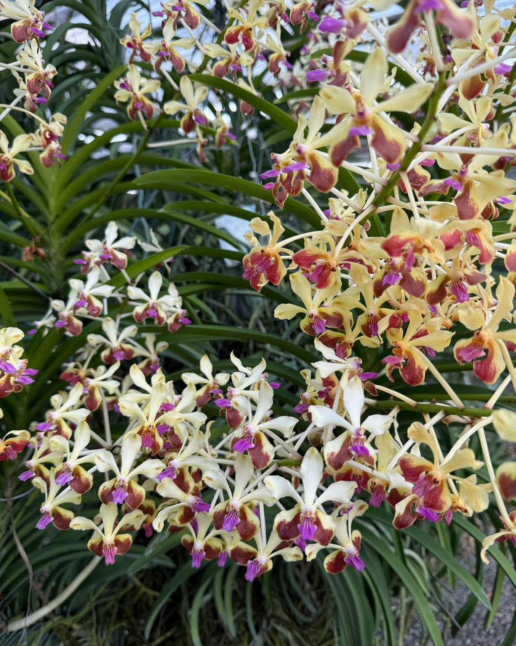 Vanda Suwannaphum Peace of Mind