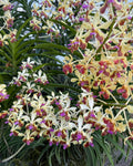 Vanda Suwannaphum Peace of Mind