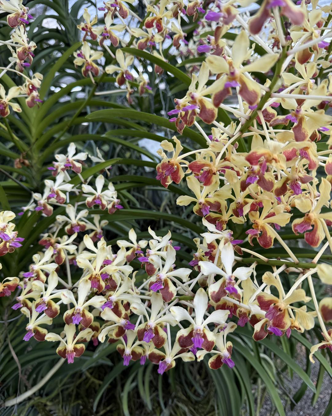 Vanda Suwannaphum Peace of Mind