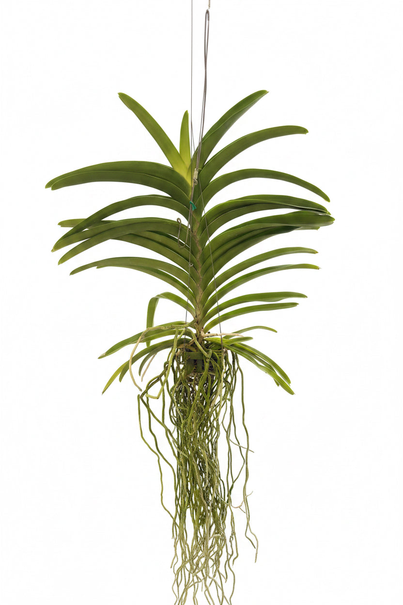 Vanda Uraiwan Belle
