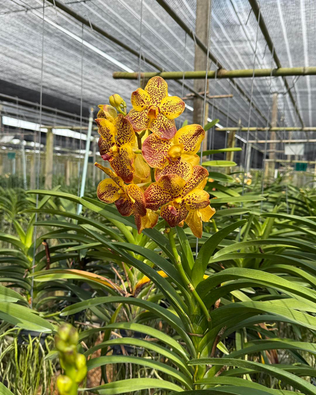 Vanda Suwannaphum Butterfly