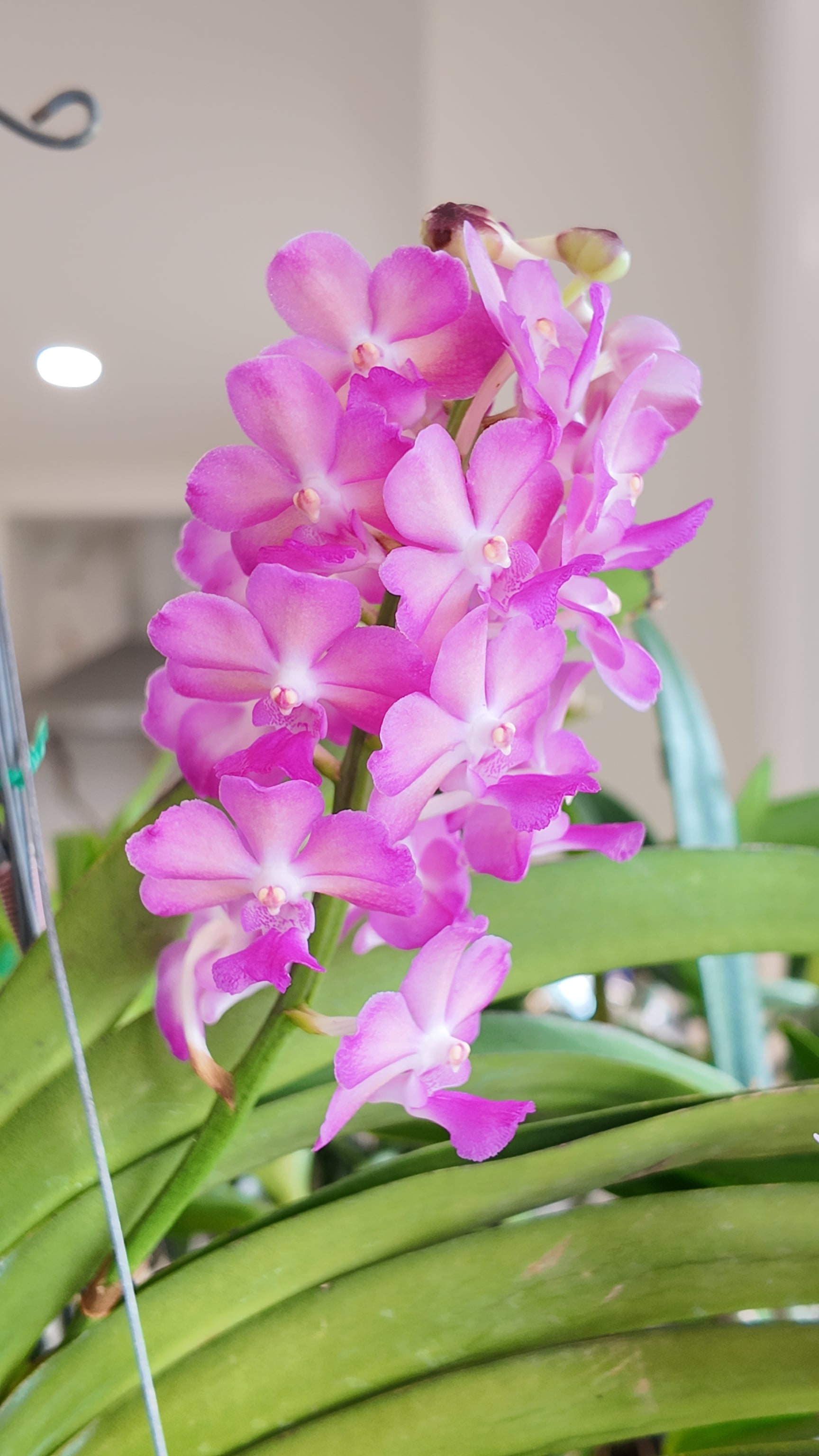 Perreiraara (Prra.) Rapeepath 'Pink'