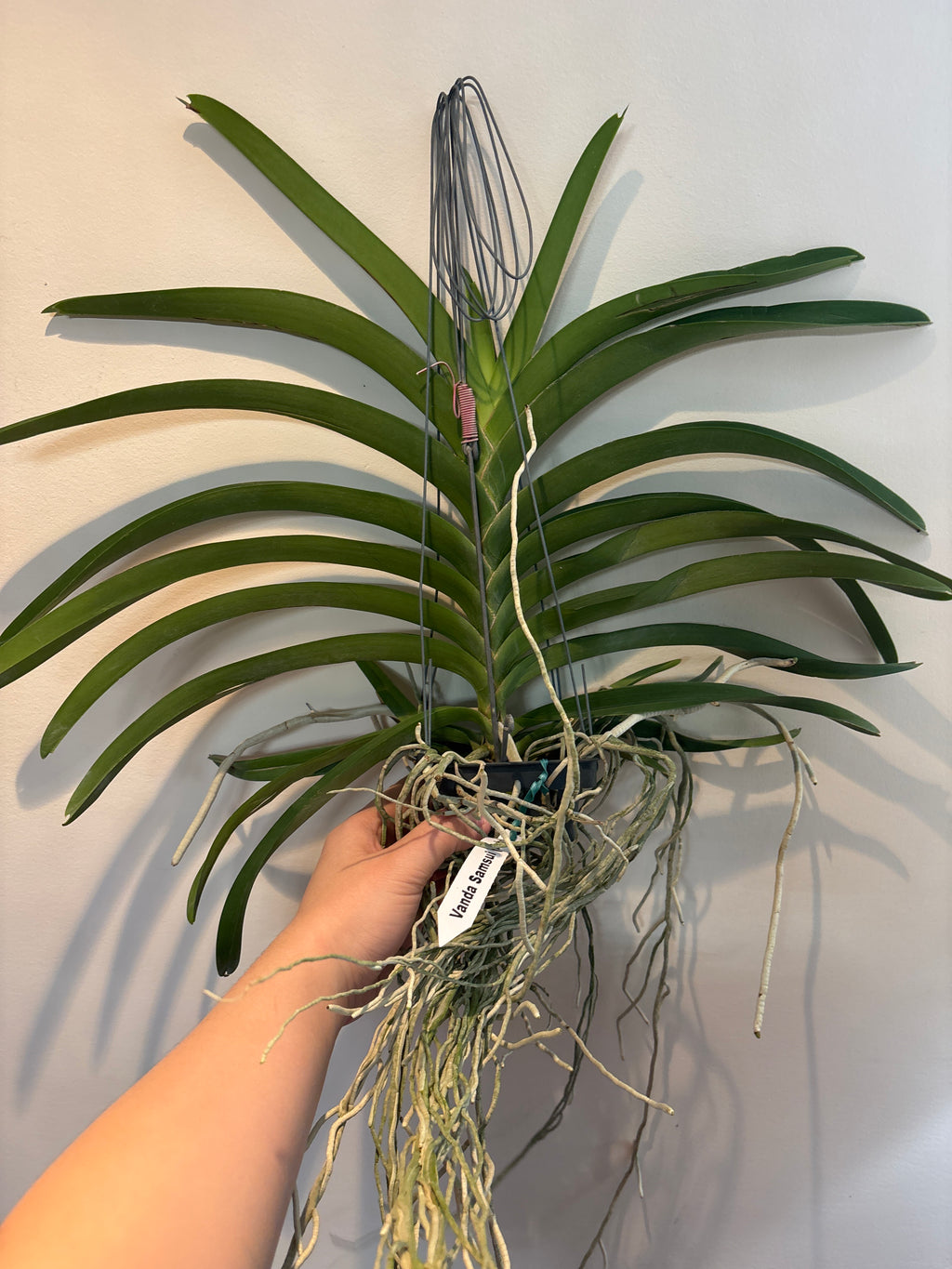 Vanda Samsui Hybrid (V.Suwannaphum Butterfly x V.Loke)
