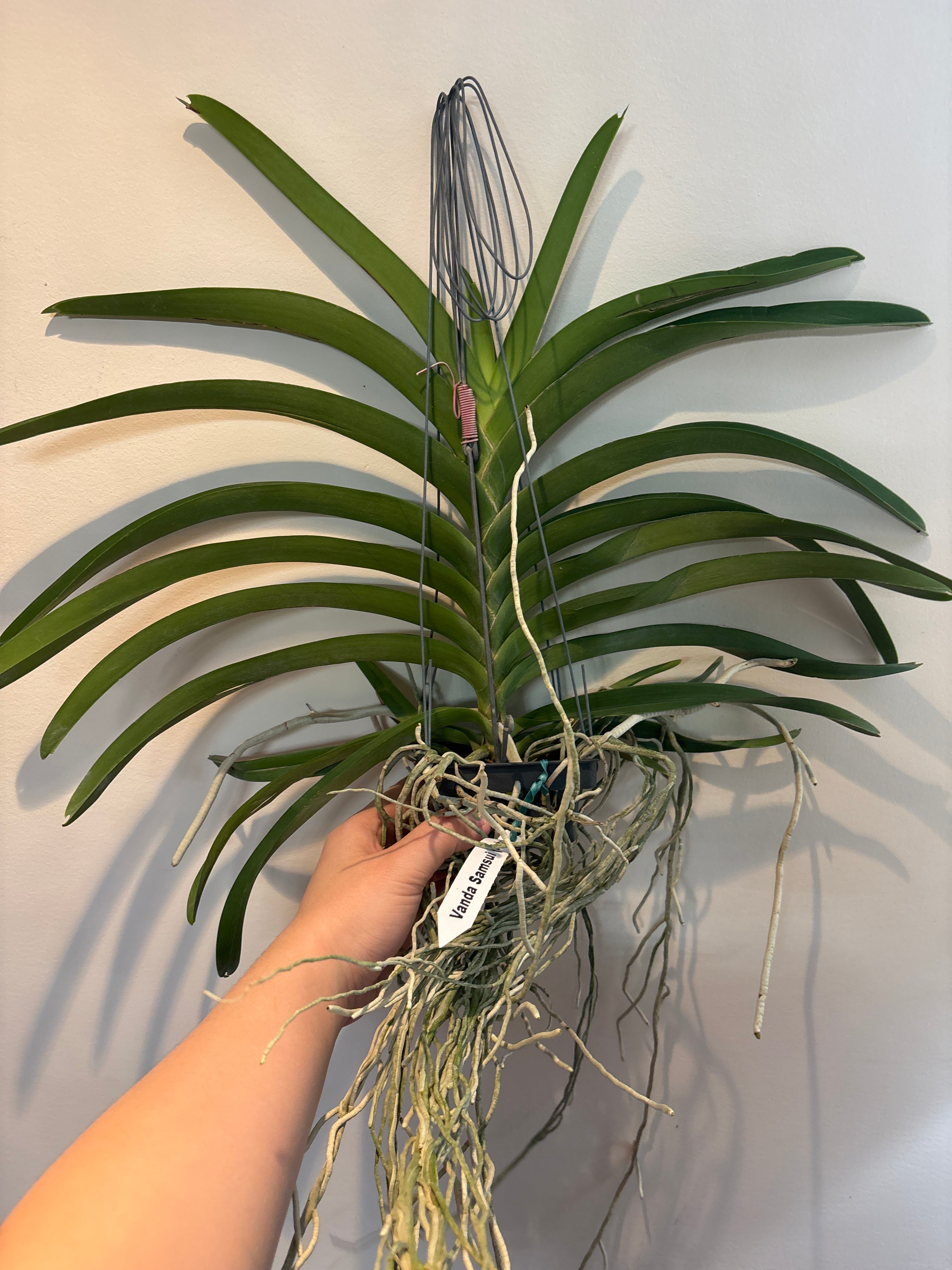 Vanda Samsui Hybrid (V.Suwannaphum Butterfly x V.Loke)
