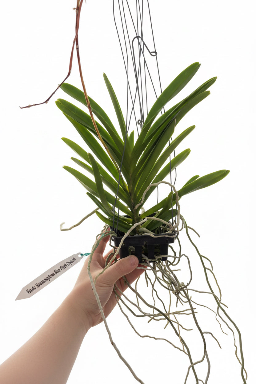 Vanda Suwannaphum Blue Flinch
