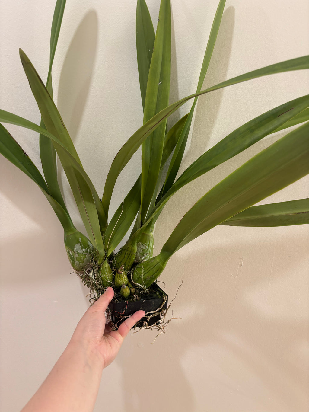 Encyclia Reate Schmidt ‘Jairak Orchid’