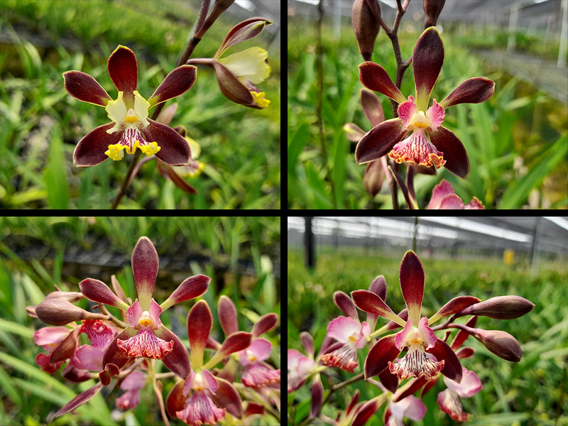 Encyclia Reate Schmidt ‘Jairak Orchid’