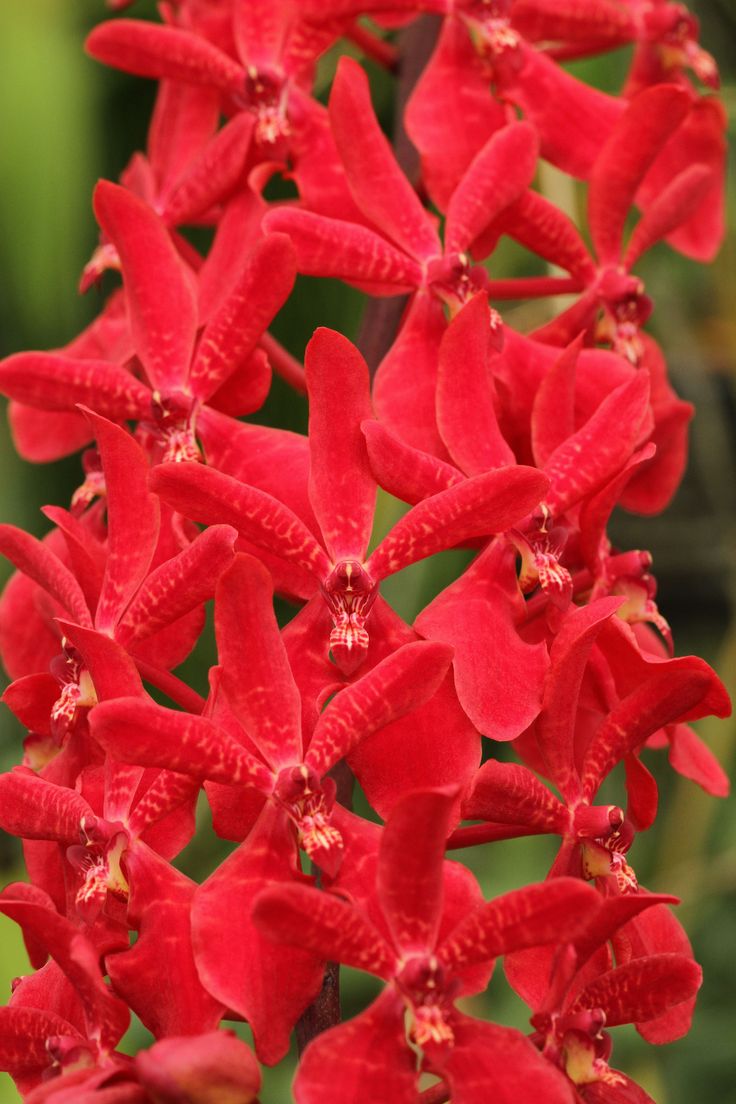 Renanstylis Bangkok Beauty