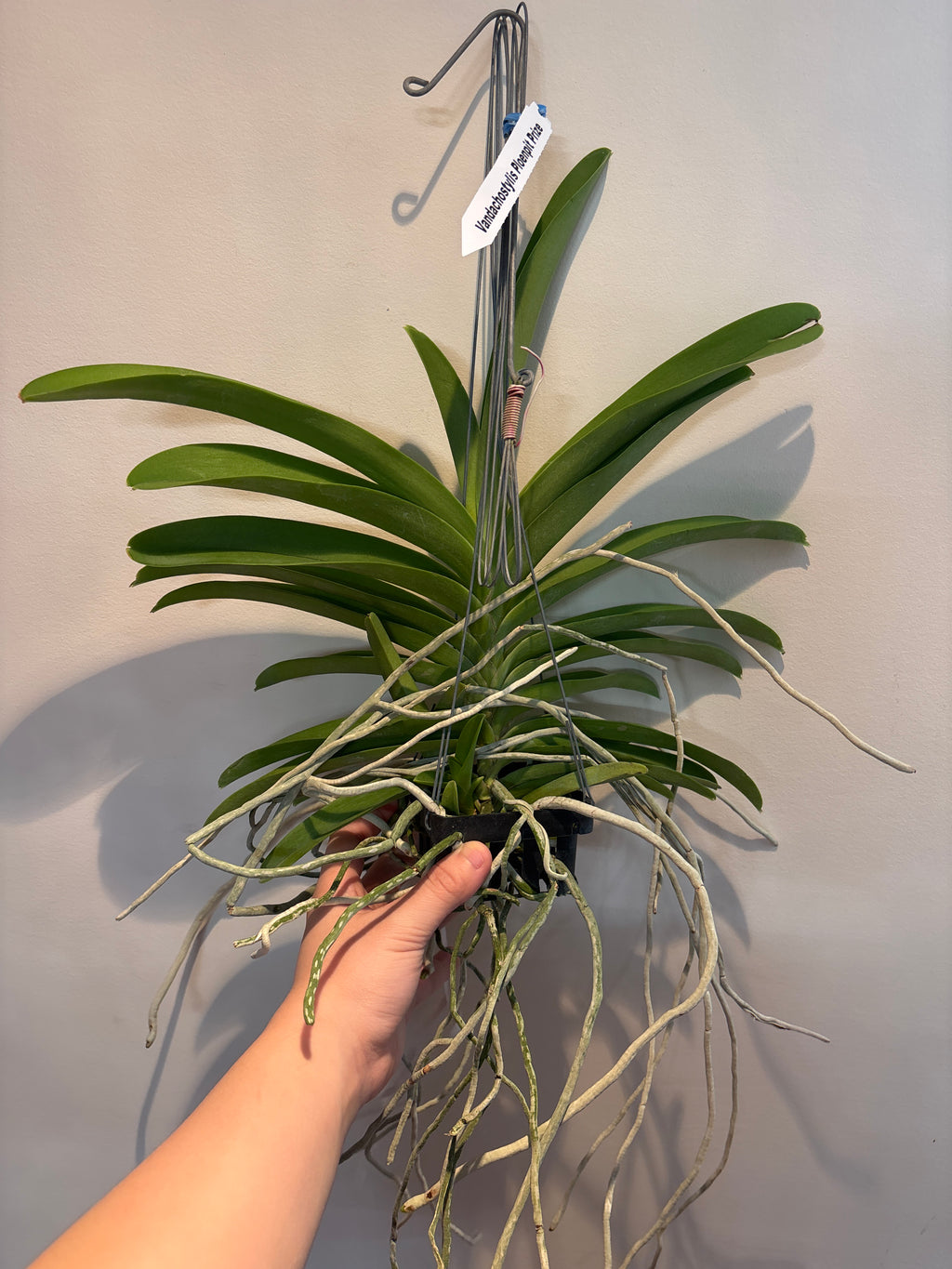 Vandachostylis Ploenpit Prize