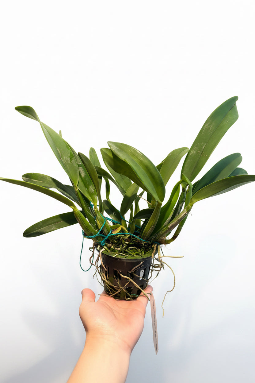Cattleya Purpurata var. Carnea x Schomburgkia Tibicinis