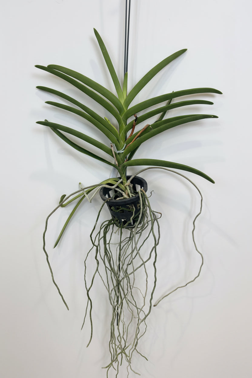 Papilionanda Majulah Danny