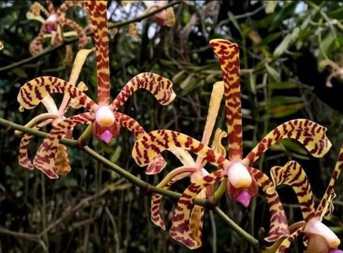 Arachnis Maggie Oei (Variegated Form)