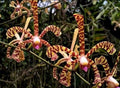Arachnis Maggie Oei (Variegated Form)