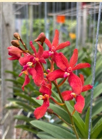 Arathera annne black x Renanthera storiei