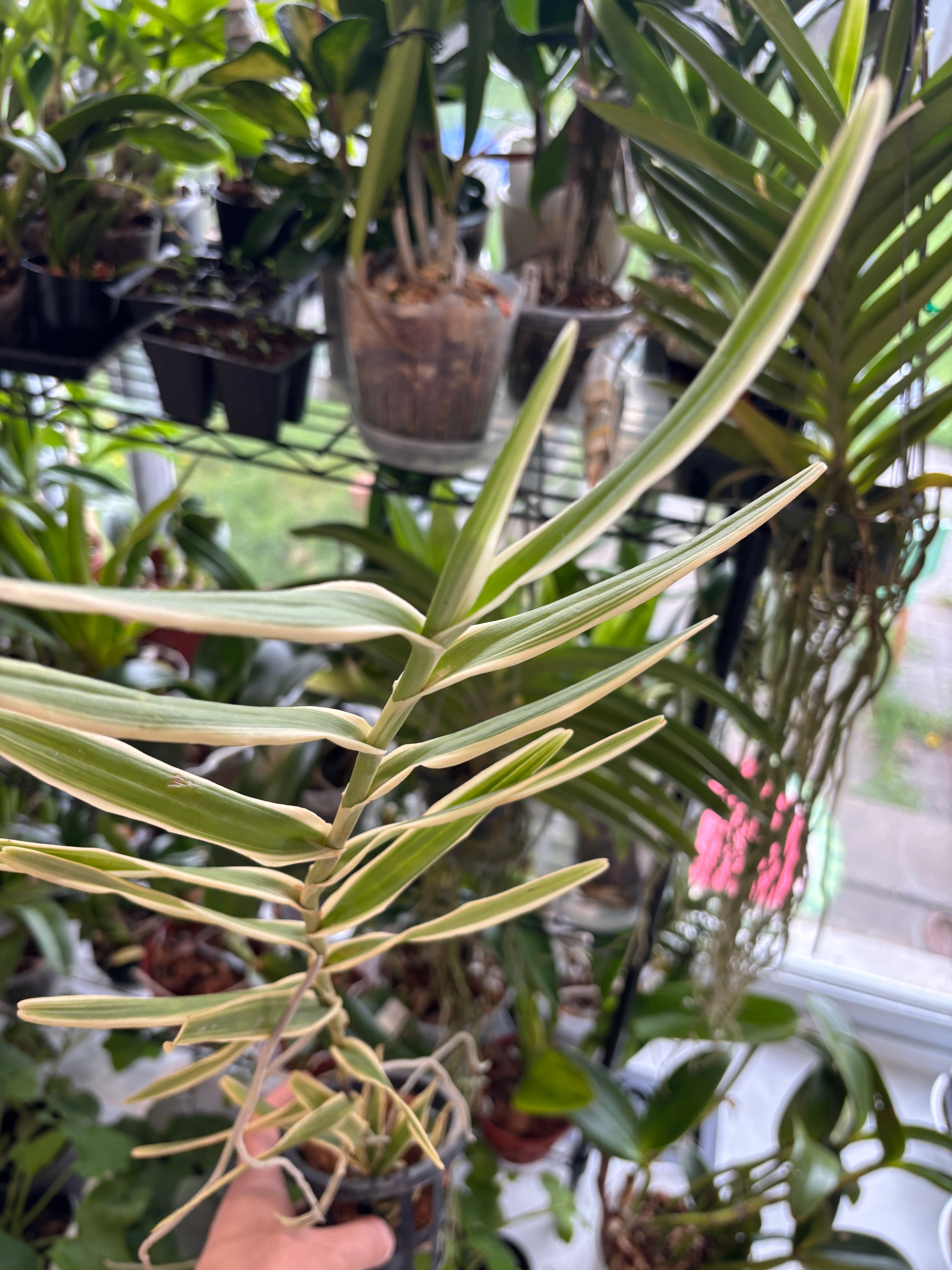 Arachnis Maggie Oei (Variegated Form)