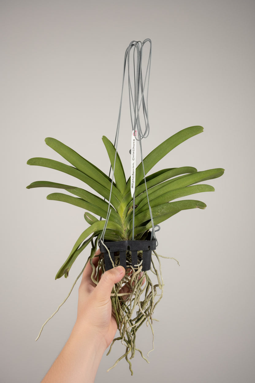 Rhynchovanda Chinchuta