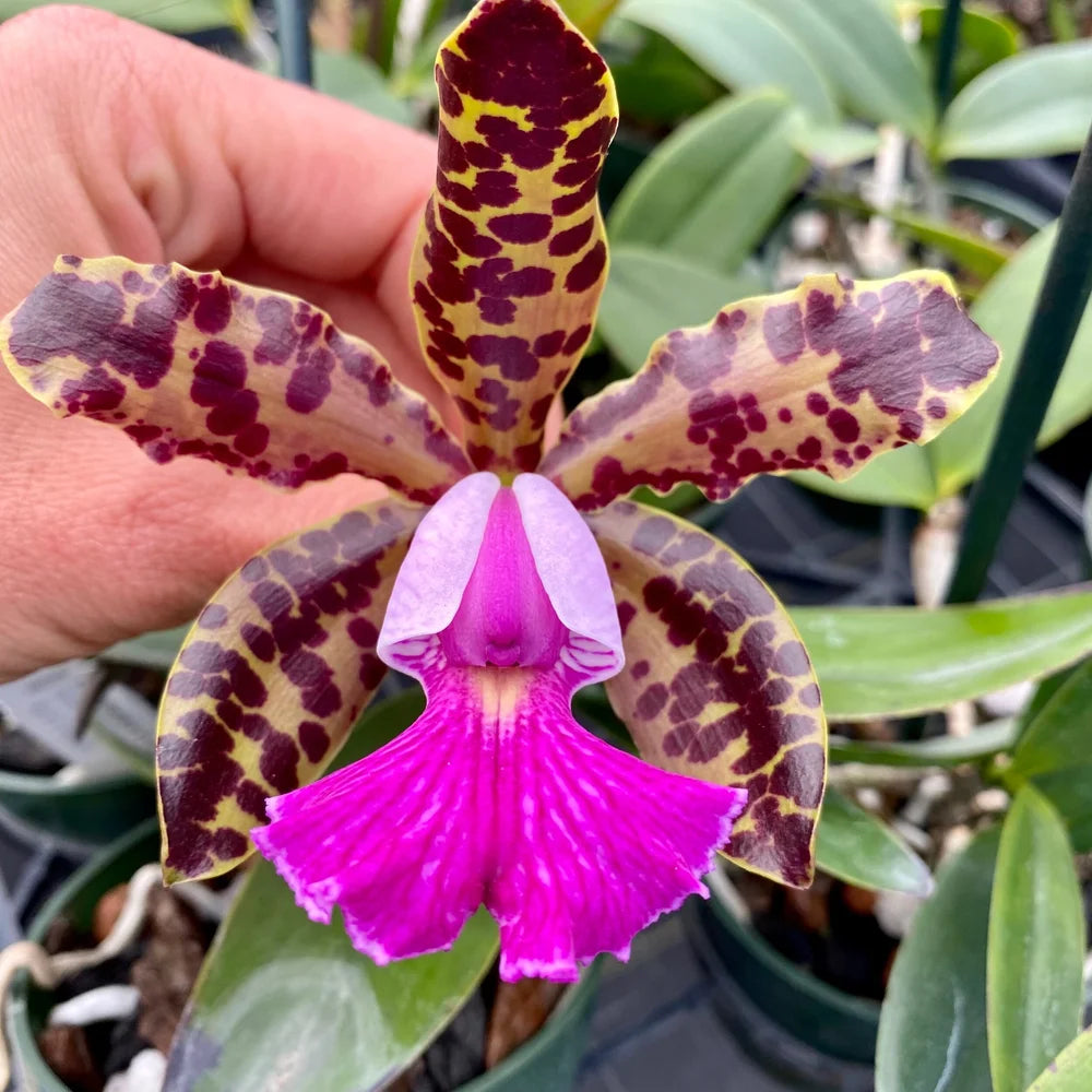 Cattleya Peckaviensis ( Cattleya Aclandiae x Cattleya Schilleriana)
