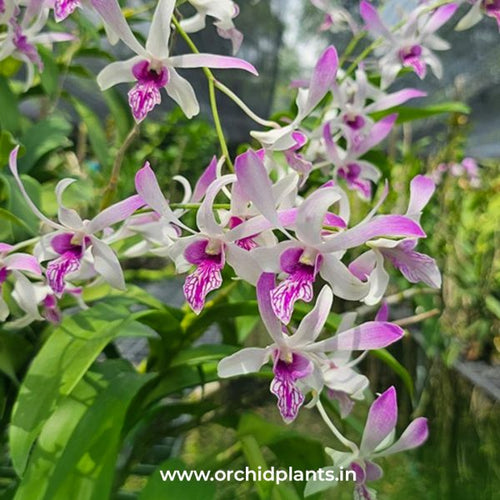Dendrobium Ceasar White x Warawan