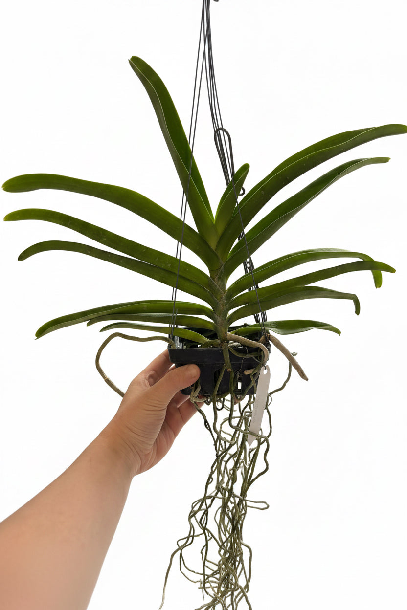 Vandachostylis Colmarie