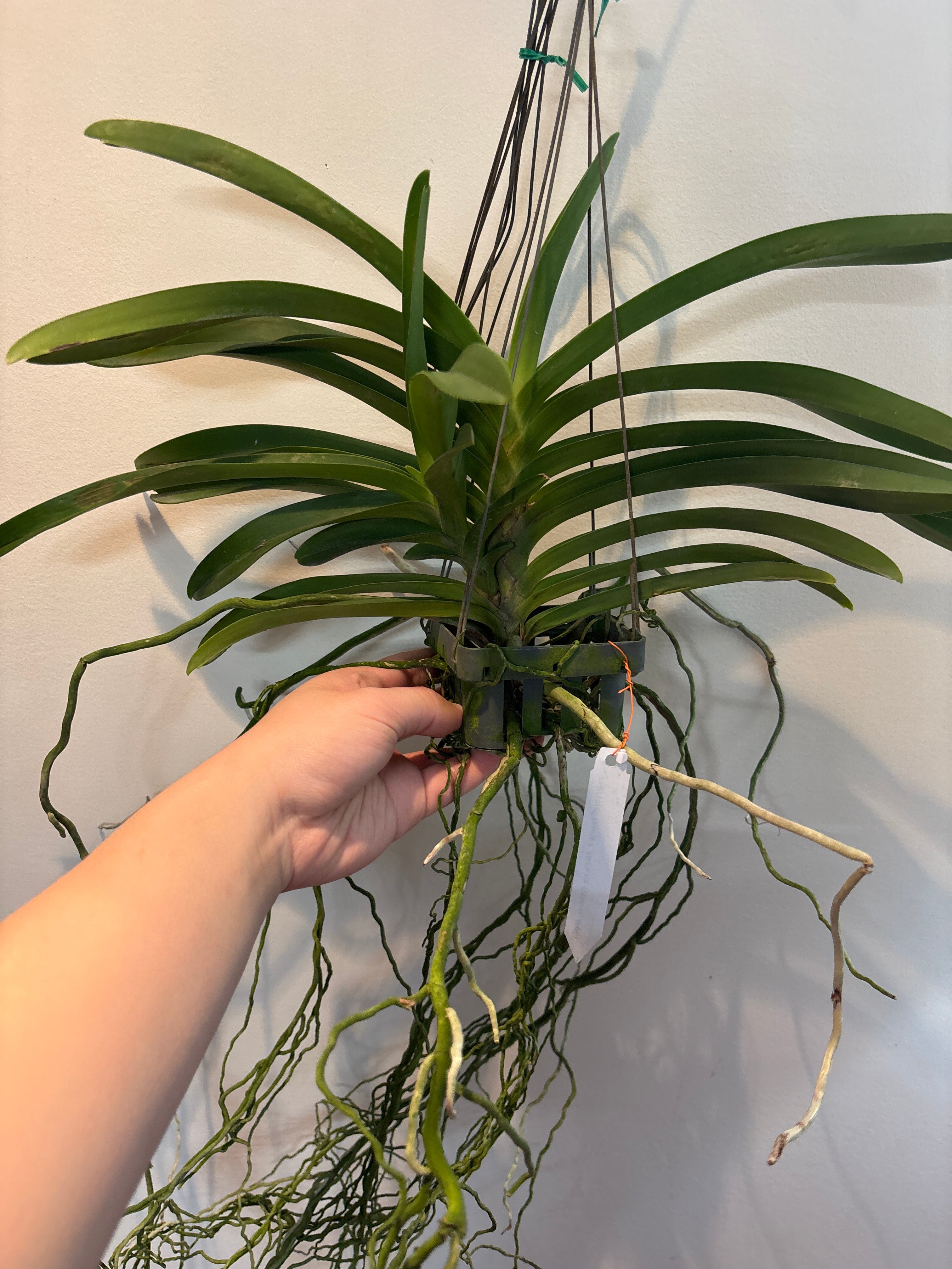 Vanda lamellata 'Okinawa' x geraldinoi