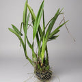 Encyclia Reate Schmidt ‘Jairak Orchid’