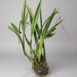 Encyclia Reate Schmidt ‘Jairak Orchid’