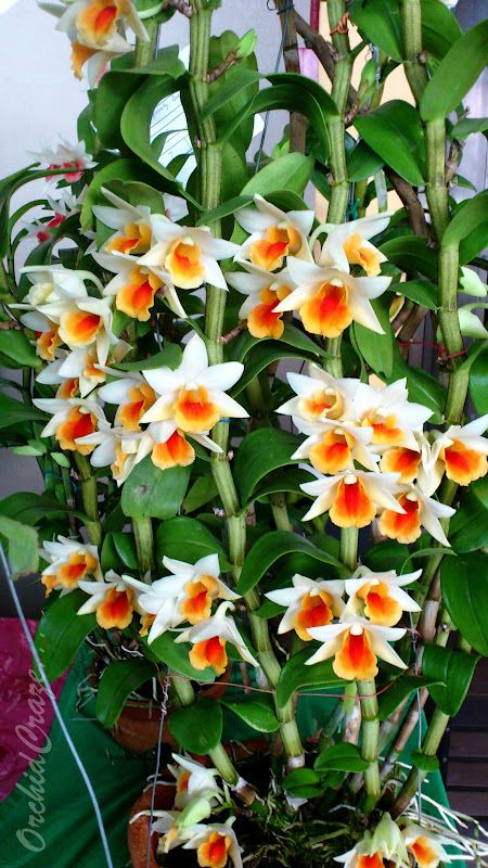 Dendrobium Frosty Dawn