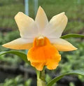 Dendrobium Frosty Dawn