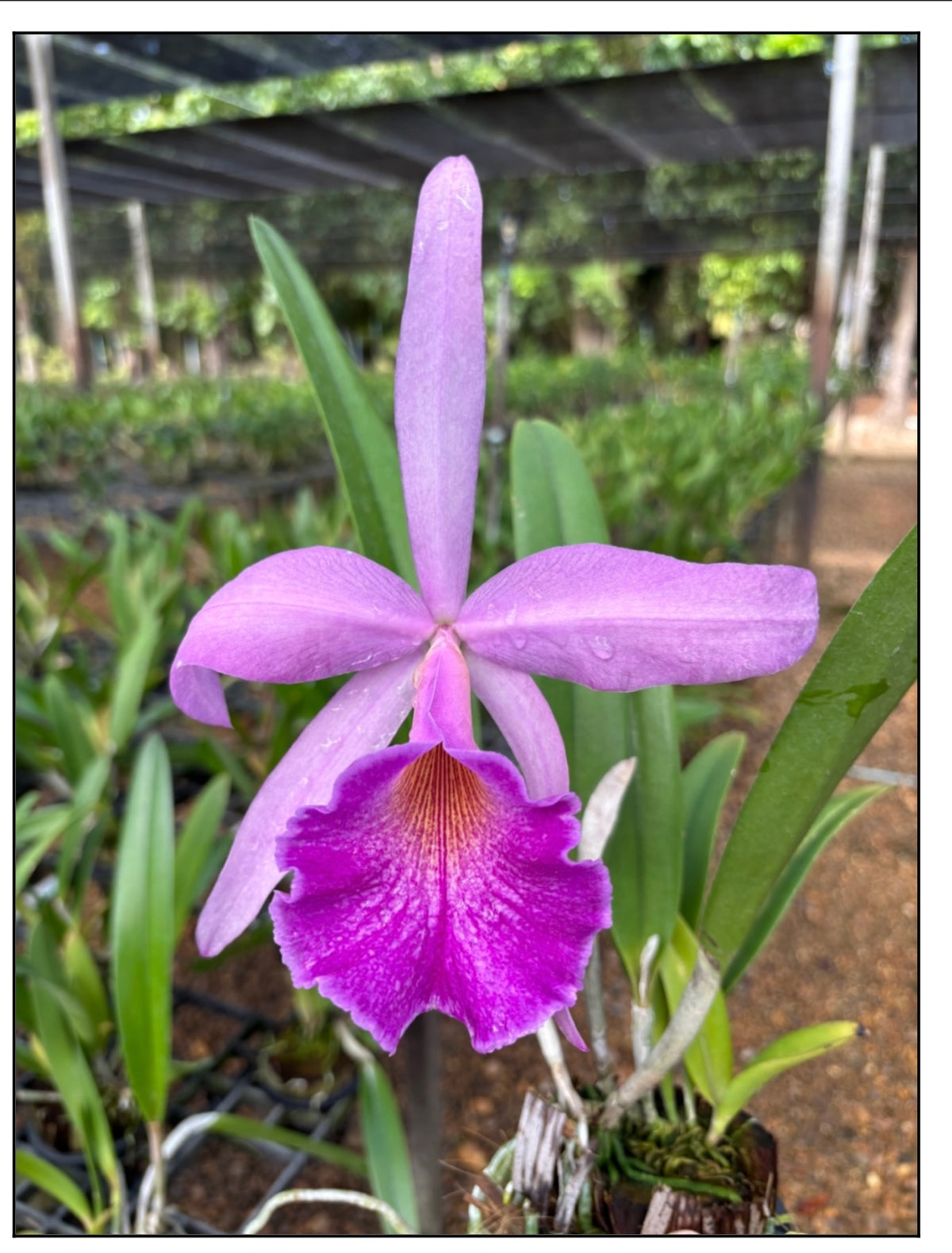 Brassocattleya Goh Soh Meng